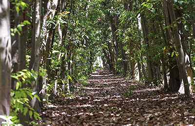 Pedestrian path through native natural vegetation