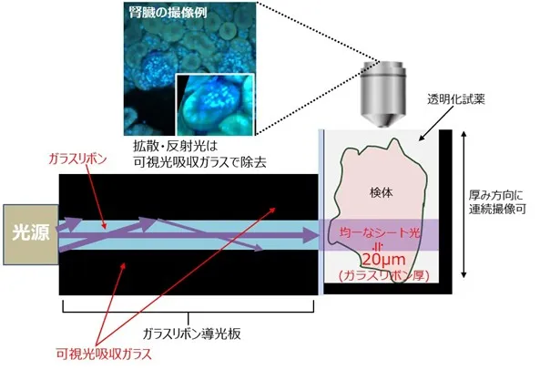HandySPIMに組み込まれたガラスリボン導光の使用方法(*)と検体画像図 (*)ガラスリボンの役割を強調した概略図で、実際のサイズとは異なります。