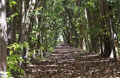 Pedestrian path through native natural vegetation